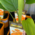 Turmeric 130 mm Turmeric 130 mm