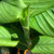 Turmeric 130 mm Turmeric 130 mm