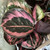 Calathea 'Red Mojo' 130 mm