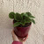 Pilea 'Moon Valley' 130 mm