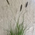 Pennisetum 'Purple Lea' 140 mm