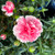 Dianthus 'Strawberry Ruffle' 140 mm Dianthus 'Strawberry Ruffle' 140 mm