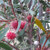 Hakea laurina 250 mm