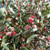 Hakea laurina 250 mm