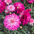 Argyranthemum 'Colossus Raspberry Ice' 140 mm