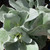 Senecio 'Angel Wings' 200 mm