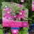 Scaevola 'Pink Breeze' 140 mm