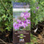 Westringea Glabra Deep Purple 140 mm