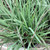 Schizachyrium 'Blue Heaven'