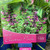 Salvia 'Electric Pink' 140 mm