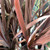 Cordyline 'Pocahontas' 140 mm