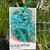 Eucalyptus pulverulenta 'Baby Blue' 200 mm