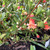 Correa Pulchella 'Orange Glow' 140 mm