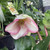 Hellebore 'Ice n Roses Picotee' 200 mm