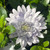 Osteospermum '3D Steel Blue' 150 mm