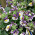 Nemesia 'Cherry Blue' 140 mm