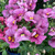 Nemesia 'Pink Spirit' 140 mm