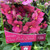 Nemesia 'Pink Spirit' 140 mm