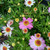 Argyranthemum 'Elite Starlight' 140 mm