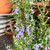Rosmarinus officinalis 'Tuscan Blue' 200 mm