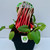 Rhubarb Victoria  100 mm