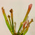 Sarracenia leucophylla Pitcher Plant  70 mm