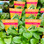 Bok Choy 100 mm