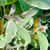 Sage Tricolour 100 mm