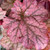 Heuchera 'Berry Smoothie' 170 mm