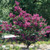 Lagerstroemia 'Zuni' 330 mm