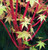 Acer palmatum 'Sango Kaku' 250 mm
