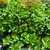 Thyme Italian 'Pizza' 100 mm