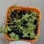 Thyme Variegated Lemon 100 mm