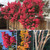 Lagerstroemia 'Tuscarora' 250 mm Lagerstroemia 'Tuscarora' 250 mm