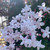 Jasminum polyanthemum 200 mm