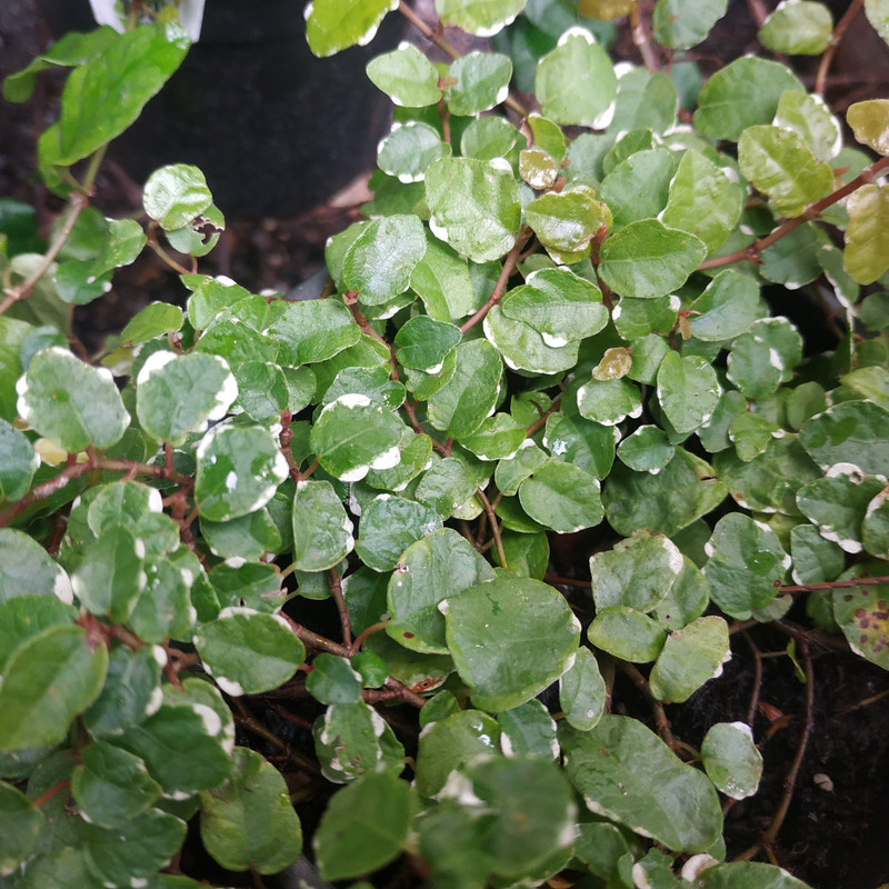 Ficus Pumila 'Frosty' 140 mm