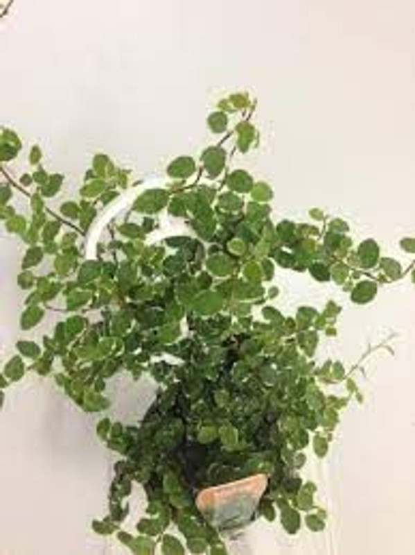 Ficus Pumila 'Ice Caps' 130 mm