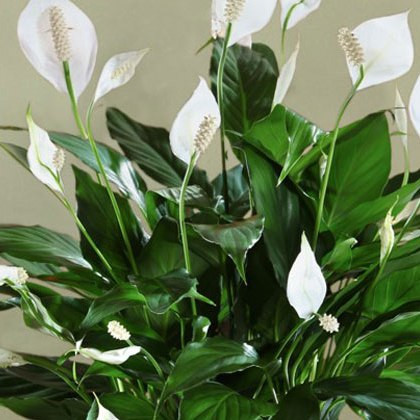 Spathiphyllum Sweet Chico – Pianta Da Interno In Vaso 13 Cm – Altezza 40-50 Cm – Giglio Della Pace - 3