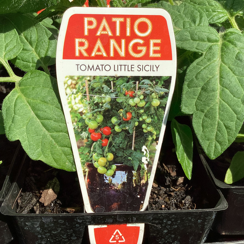 Tomato 'Little Sicily' Botanical Creations