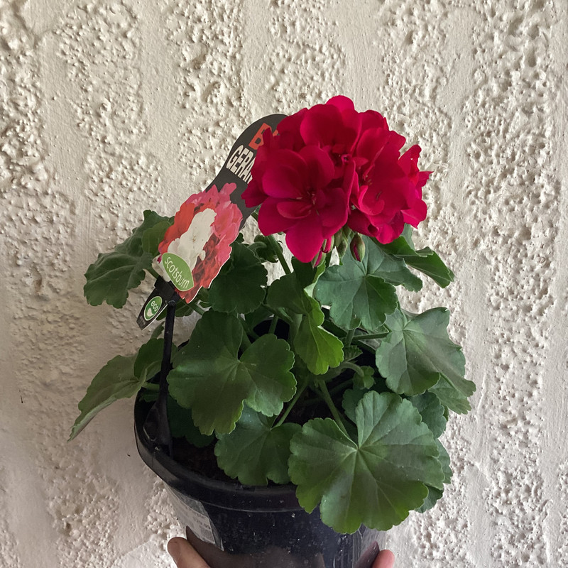 Geranium 'Big Purple' 180 mm - Botanical Creations