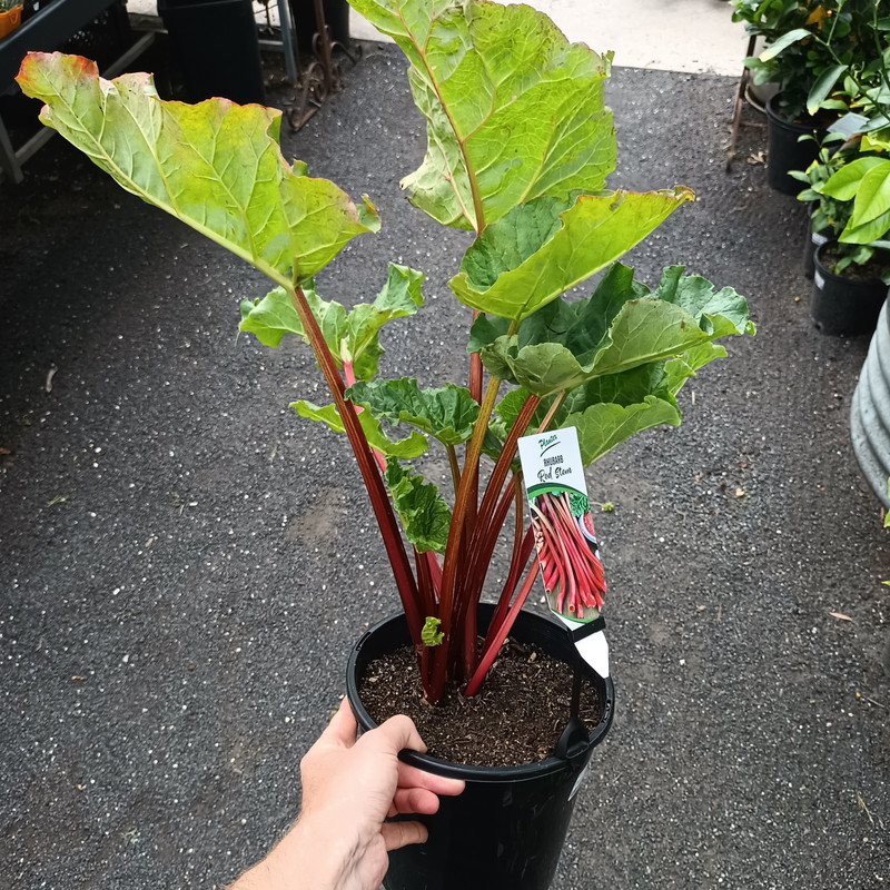 Rhubarb - Bloomer Pot 200 mm