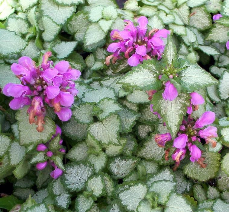 Lamium Beacon Silver (58336)