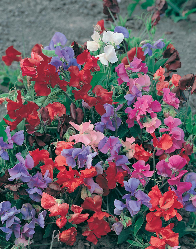 Fothergill Seed Sweetpea Bijou