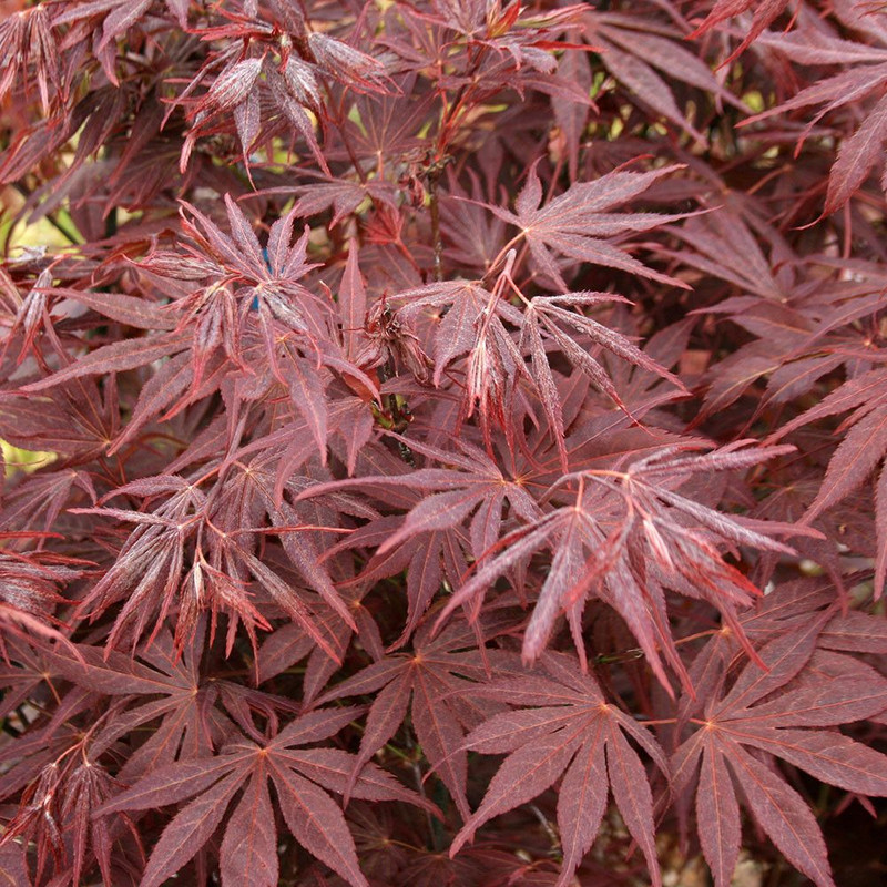 Acer palmatum 'Atropurpureum' 250 mm