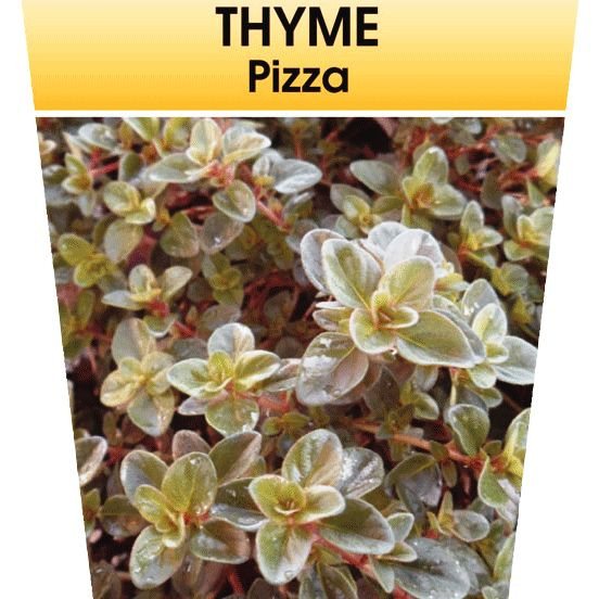 Thyme Italian 'Pizza' 100 mm