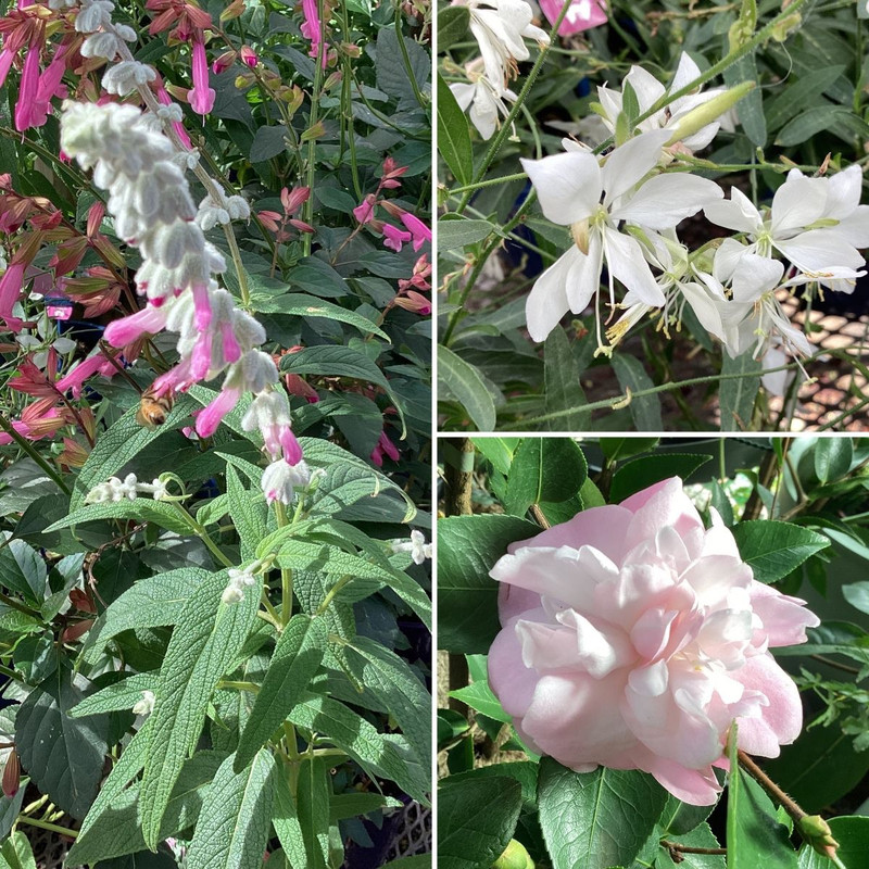 Soft Cottagey Autumn Blooms