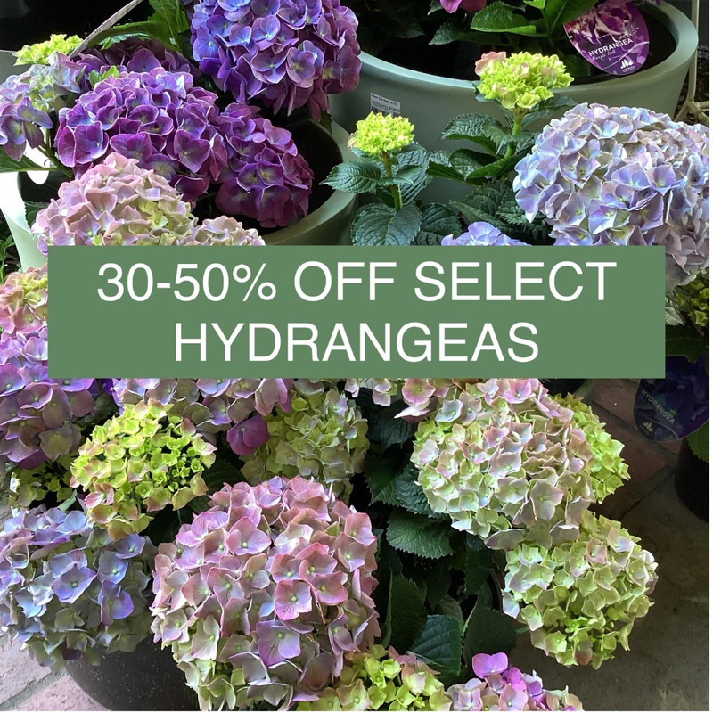 STOCKTAKE SALE NOW ON! 30-50%OFF SELECT POTS&PLANTS