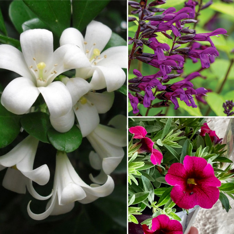 SUMMER IS HERE FRAGRANCE AND FLAIR