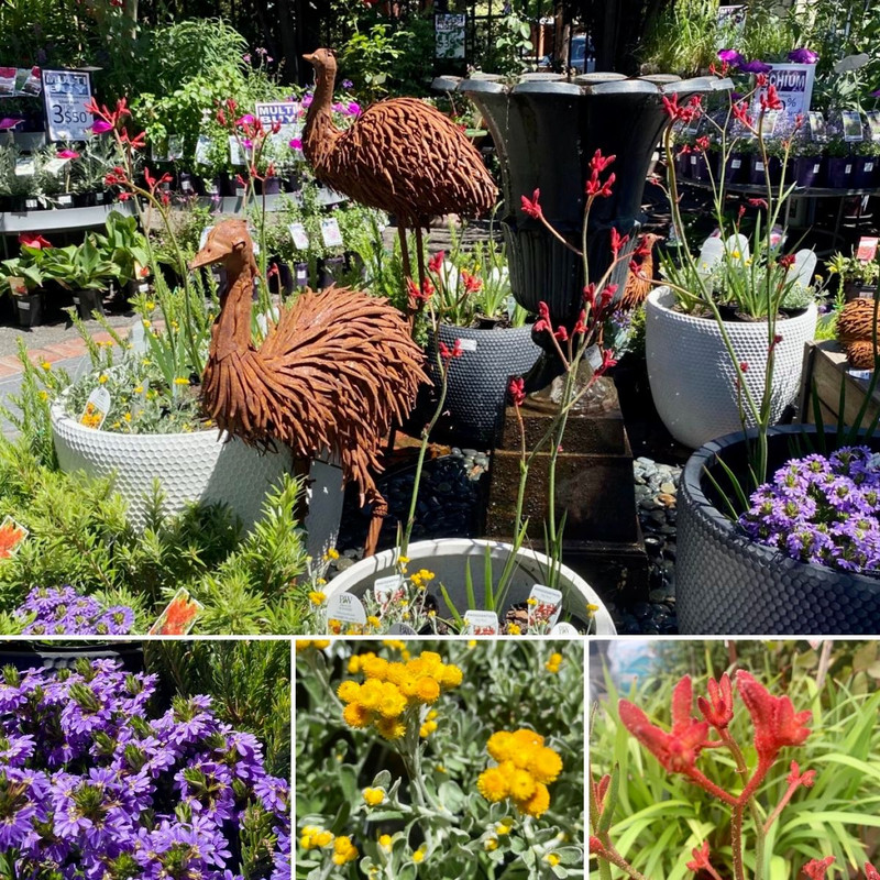 HOT HIBSCUS OZ DAY TRIO Peperomia Watermelon