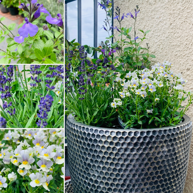 Easter Bonnet & Fragrant Blue Egg Pot